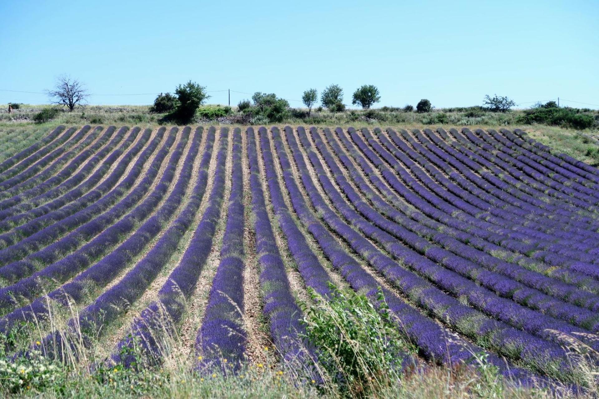 La Terrasse D'olea, Au Coeur Du Village Casa de Férias *